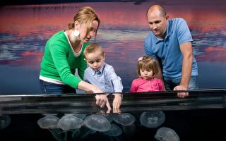 太平洋水族館驚喜迎水母