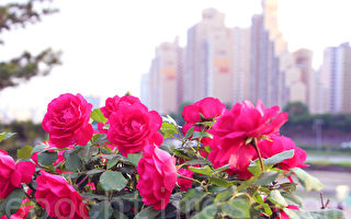 组图：韩国首尔玫瑰盛开