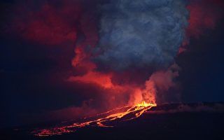 厄瓜多爾火山噴發 瀕危粉紅鬣蜥恐受威脅