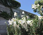 百合盛开 虎头山公园白色花廊摇曳生姿