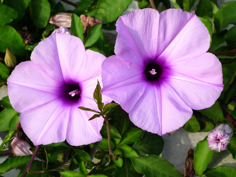 花意詩心】牽牛花裊裊晨歌帶露吹| 齊白石| 梅蘭芳| 大紀元