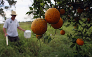 黄龙病蔓延全球 游客勿携橘子出入加州