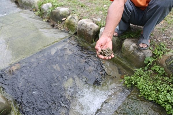 尤先生手拿著鯝魚產的卵。(曾漢東/大紀元) 尤先生手拿著鯝魚產的卵。(曾漢東/大紀元)