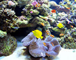 暖化浩劫預測 海洋生物遷移至兩極並滅絕