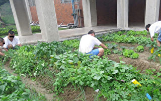 戒治所辦開心農園  教導栽種無毒蔬菜
