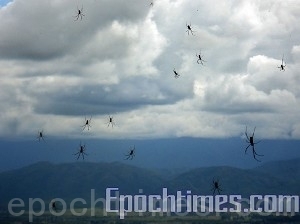 蜘蛛雨从天而降(大纪元资料) 蜘蛛雨从天而降(大纪元资料)
