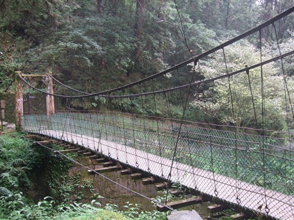 阿里山神木區吊橋。(徐煥宗/大紀元) 阿里山神木區吊橋。(徐煥宗/大紀元)