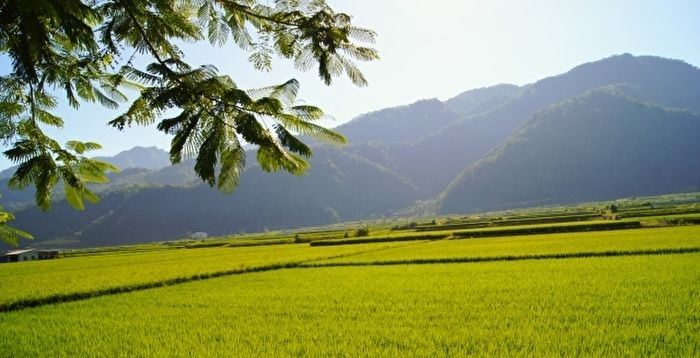 Unveiling the Mysteries of Life: The Beauty of Rice Fields