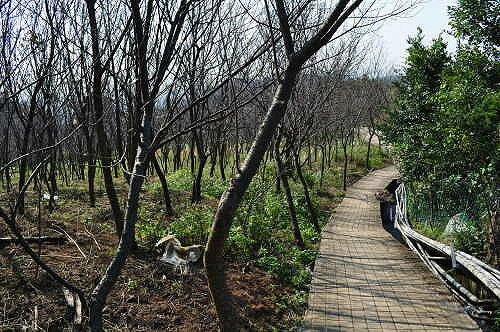 北市北投 拐圳步道 顶圳步道 风尾步道 Tony 大纪元