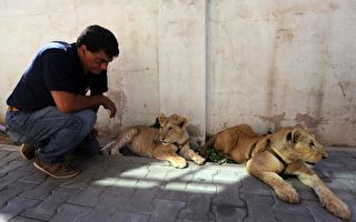 加萨难民营2幼狮 今天重返大自然