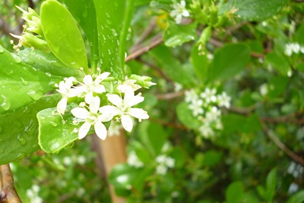 夏日湿地悠游行 花 现滨海植物 生态 调节 大纪元