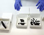 死海古卷后最古老 专家发现1500年前圣经
