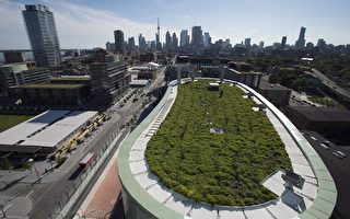 泛美运动员村大楼屋顶有绿色植被。（加通社）