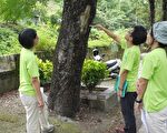 集集綠色隧道護樹志工診斷老樹健康狀況及安全度。（集集鎮公所提供）