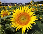 2015年7月30日，在東京的田野上的「微笑」向日葵，該地區約有2萬朵向日葵供遊客參觀。（YOSHIKAZU TSUNO/AFP/Getty Images）