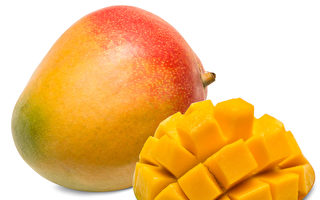 芒果提前收穫 受歡迎品種月底陸續上市