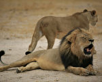 津巴布韦遭射杀的明星狮王塞西尔(Cecil，前)于2012年的档案照。(ZIMBABWE NATIONAL PARKS/AFP)