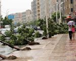 8月8日，福建省晉江遭颱風Soudelor襲擊，樹木被強風吹倒。(STR/AFP/Getty Images)