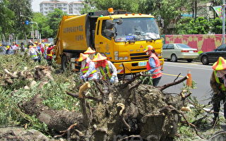 蘇迪勒颱風過後，凱旋路路樹連根拔起，環保局清潔隊正在移除。（李怡欣/大紀元）