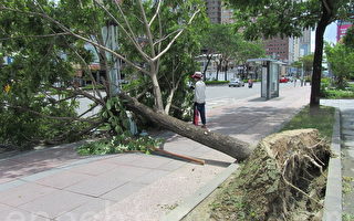 台北市路樹倒數千棵 柯P：樹穴大小再研議