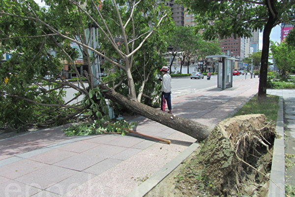 台北市路树倒数千棵柯p 树穴大小再研议 倒塌 行道树 大纪元