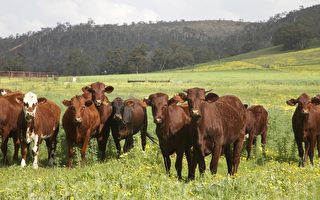 首席獸醫警告：澳畜牧業面臨生物安全威脅