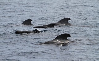 东海岸鲸喜连连 短肢领航鲸成群