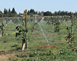 嚴格的限水令對加州水果生產造成了重大影響。（MARK RALSTON/AFP/Getty Images）