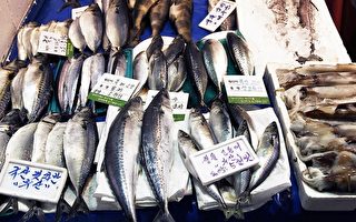 今年韓國鮐鱍魚產量大增