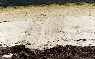 睽違4年 東沙環礁見證小海龜誕生