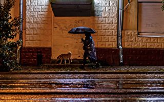 可憐小狗雨中發抖 善良人脫外衣為狗遮雨