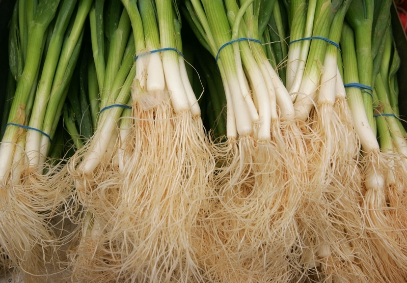 江苏90亩大葱遭哄抢 农户损失20万元