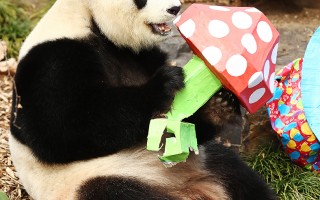 喜訊 阿德雷德動物園大熊貓福妮可能懷孕了