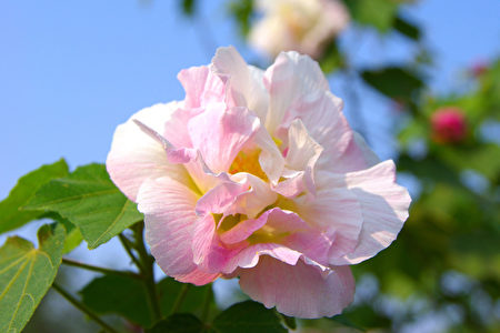 花意诗心 芙蓉花娇红照水拒霜开 木芙蓉 木莲 大纪元