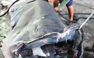 神秘稀有巨口鯊 全球近半被臺灣漁民捕獲