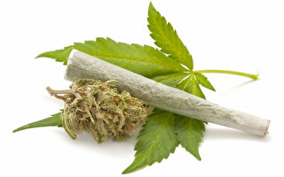 美國官員忠告 大麻合法化麻煩多多
