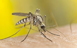河滨县发现一种能携带登革热和黄热病病毒的蚊子。（fotolia）