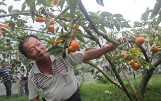 槟榔大王改种甜柿   无毒栽种打败日本