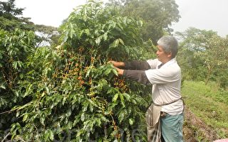 咖啡農友善土地  羅碧輝堅持自然農法