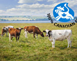 加拿大對肉、乳製品一向非常重視，不添加激素。（fotolia）