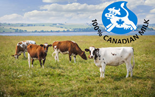 加拿大零售牛奶檢測沒發現禽流感病毒