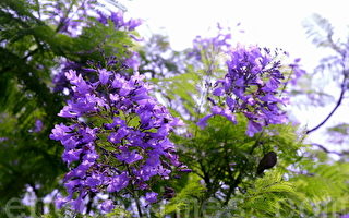 新詩：紫楹花 藍花楹