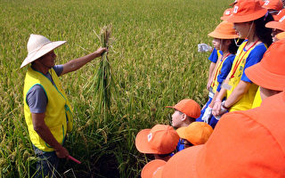 学童体验割稻  了解农民辛苦