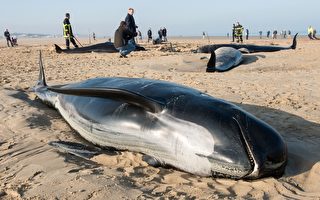 10条鲸鱼同时搁浅法国海滩 疑为家庭成员