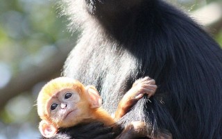 世界珍品叶猴在悉尼塔隆加动物园出生
