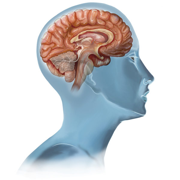 大腦有無窮的奧秘。(Fotolia) 大腦有無窮的奧秘。(Fotolia)