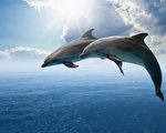 声纳技术揭示海豚眼中世界 科学家惊异
