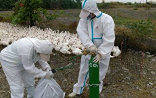 屏县一肉鸭场 染H5N8禽流感