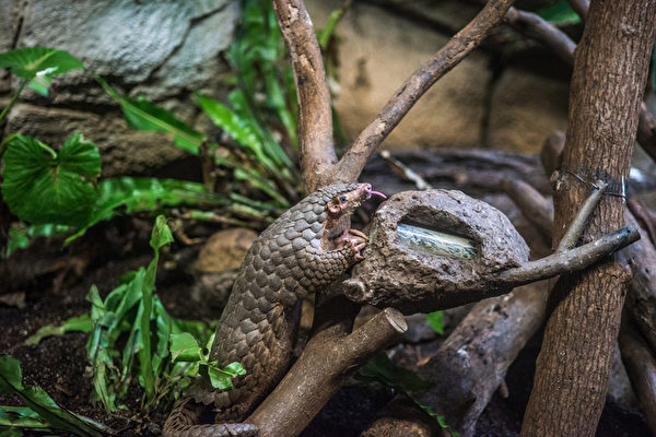 臺北市立動物園12月16日表示,每年秋、冬季是穿山甲繁殖季,原本下午總是吃飽就先睡回籠覺的穿山甲,活動行為會明顯增加,正是觀賞好時機。(臺北市立動物園提供) 臺北市立動物園12月16日表示,每年秋、冬季是穿山甲繁殖季,原本下午總是吃飽就先睡回籠覺的穿山甲,活動行為會明顯增加,正是觀賞好時機。(臺北市立動物園提供)