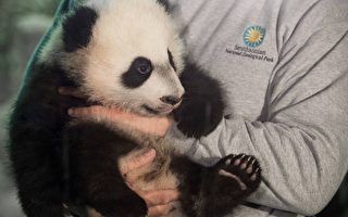无惧媒体 华盛顿国家动物园熊猫贝贝首次亮相